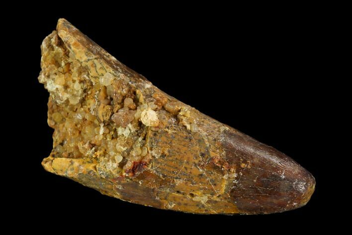 Cretaceous Fossil Crocodile Tooth - Morocco #122509